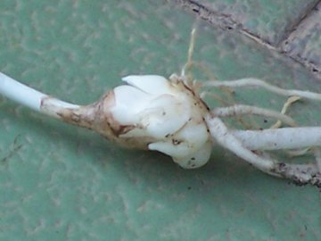 Nothoscordum borbonicum